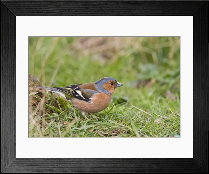 Framed Print : Chaffinch - male in meadow grass - Bedfordshire UK 9896 Framed Print : Chaffinch - male in meadow grass - Bedfordshire UK 9896