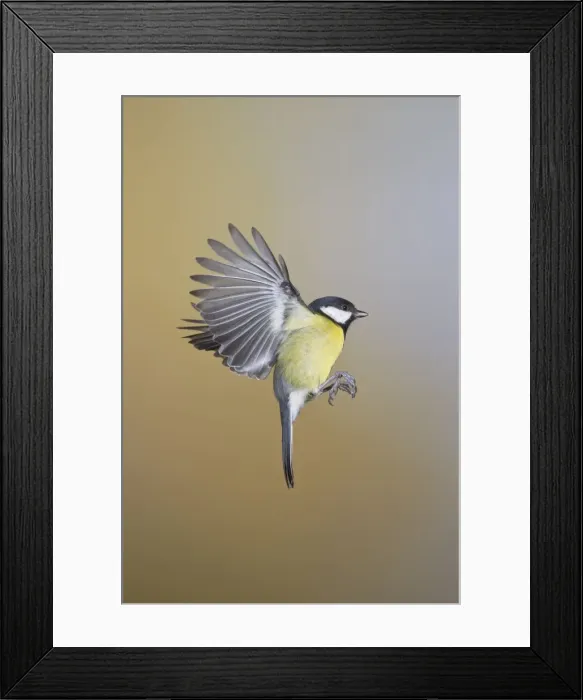 Framed Print : Great Tit - in flight - West Wales UK 11891 Framed Print : Great Tit - in flight - West Wales UK 11891