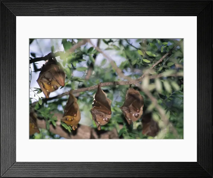 Framed Print : Epauletted Fruit Bats ASW 3955 Family, Roosting - Kenya Pteropodidae © Alan Weaving / ARDEA LONDON Framed Print : Epauletted Fruit Bats ASW 3955 Family, Roosting - Kenya Pteropodidae © Alan Weaving / ARDEA LONDON