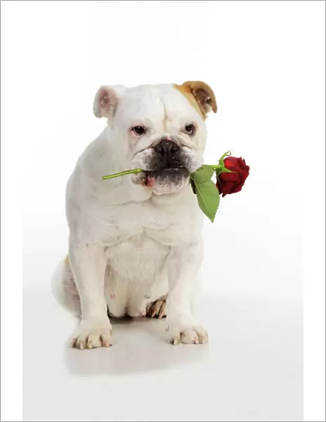 DOG. Bulldog holding rose