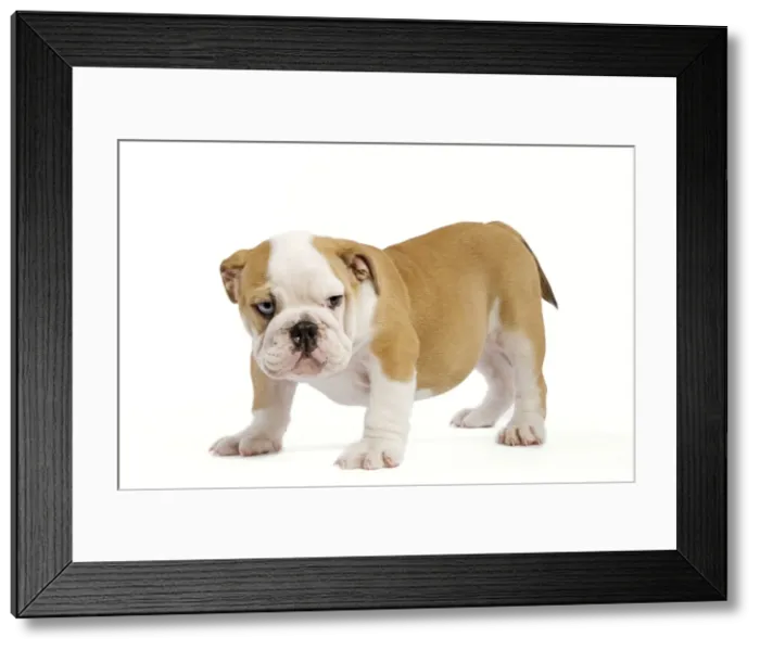 Framed Print : English Bulldog - puppy