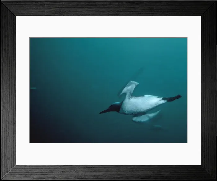 Framed Print : Guillemot - underwater