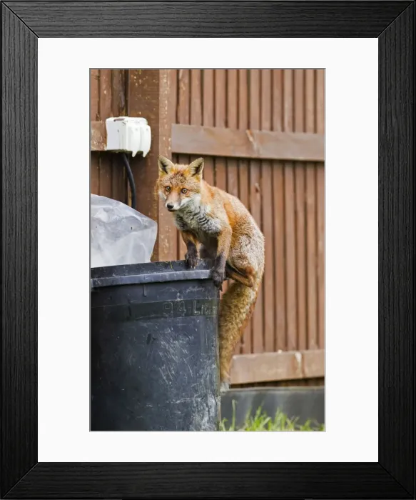 Framed Print : Red Fox - in back garden on top of dustbin 11876 Framed Print : Red Fox - in back garden on top of dustbin 11876