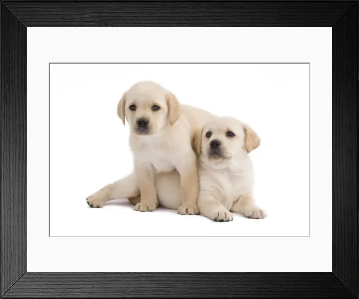 Framed Print : Dog - Labrador puppies in studio Framed Print : Dog - Labrador puppies in studio