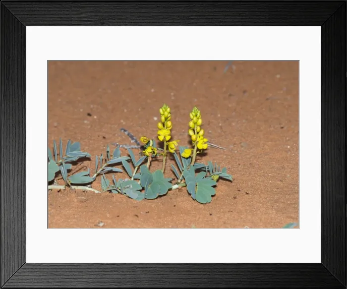 Framed Print : Wild Senna / Eland's Pea flowering after good rains. Root infusions used for stomach ailments, prevention of miscarriages and constipation. Occurs in grassland and savanna in central southern Africa Framed Print : Wild Senna / Eland's Pea flowering after good rains. Root infusions used for stomach ailments, prevention of miscarriages and constipation. Occurs in grassland and savanna in central southern Africa