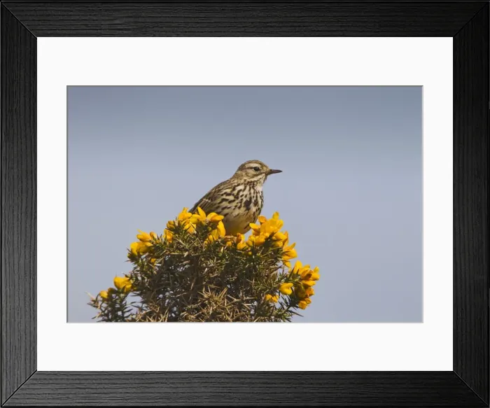 Framed Print : Meadow Pipit - on gorse - West Wales 10829 Framed Print : Meadow Pipit - on gorse - West Wales 10829