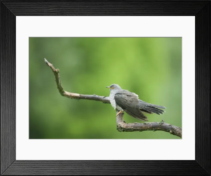 Framed Print : Cuckoo Cuculus canorus Hungary BI19630 Framed Print : Cuckoo Cuculus canorus Hungary BI19630