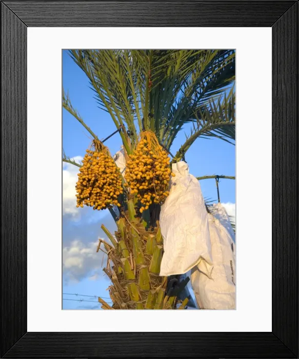Framed Print : Date palms with bags over fruit as protection from birds, weather and for promoting larger fruit at Keimoes, Northern Cape, South Africa Framed Print : Date palms with bags over fruit as protection from birds, weather and for promoting larger fruit at Keimoes, Northern Cape, South Africa