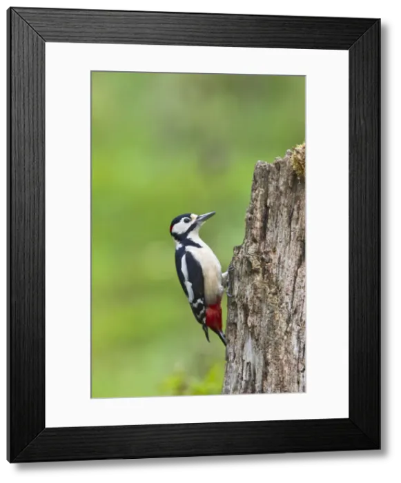 Framed Print : Great Spotted Woodpecker - feeding on stump - Bedfordshire UK 11812 Framed Print : Great Spotted Woodpecker - feeding on stump - Bedfordshire UK 11812