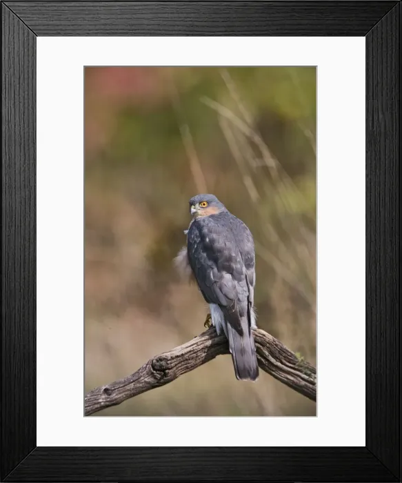 Framed Print : Sparrowhawk - male on perch - Bedfordshire UK 11178 Framed Print : Sparrowhawk - male on perch - Bedfordshire UK 11178