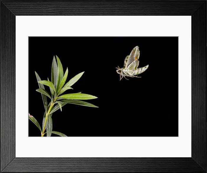 Framed Print : Oleander Hawkmoth - landing on Oleander plant 11866 Framed Print : Oleander Hawkmoth - landing on Oleander plant 11866