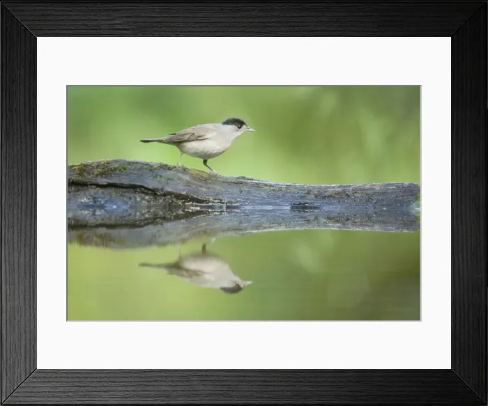 Framed Print : Blackcap - male at forest drinking pool Sylvia atricapilla Hungary BI19612 Framed Print : Blackcap - male at forest drinking pool Sylvia atricapilla Hungary BI19612
