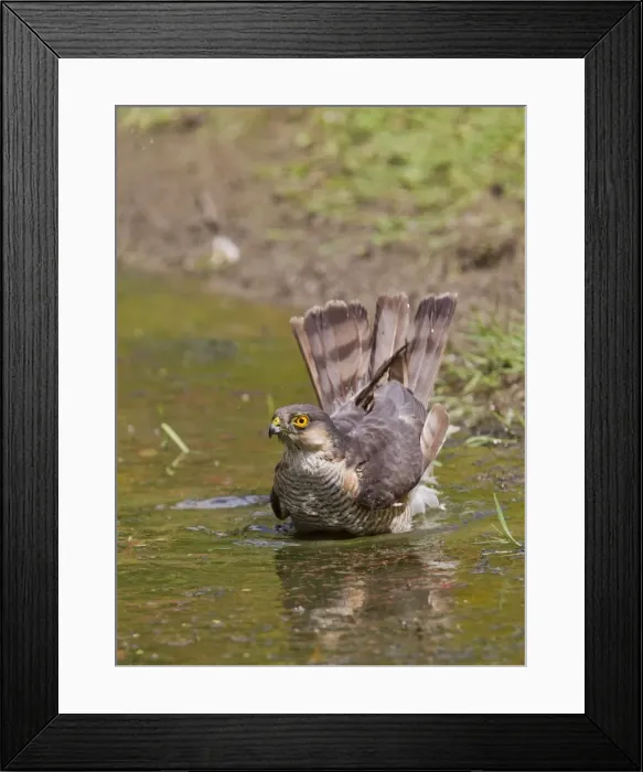 Framed Print : Sparrowhawk - male bathing in pond - Bedfordshire UK 11169 Framed Print : Sparrowhawk - male bathing in pond - Bedfordshire UK 11169