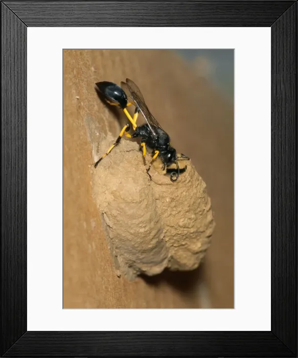 Framed Print : Mud Dauber Wasp - sealing nest entrance Framed Print : Mud Dauber Wasp - sealing nest entrance
