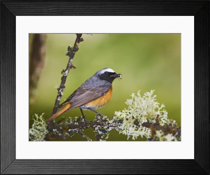 Framed Print : Redstart - male with food in mouth - Mid Wales UK 10754 Framed Print : Redstart - male with food in mouth - Mid Wales UK 10754