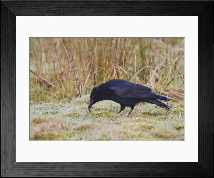 Framed Print : Carrion Crow - feeding early morning - Bedfordshire UK 9466 Framed Print : Carrion Crow - feeding early morning - Bedfordshire UK 9466