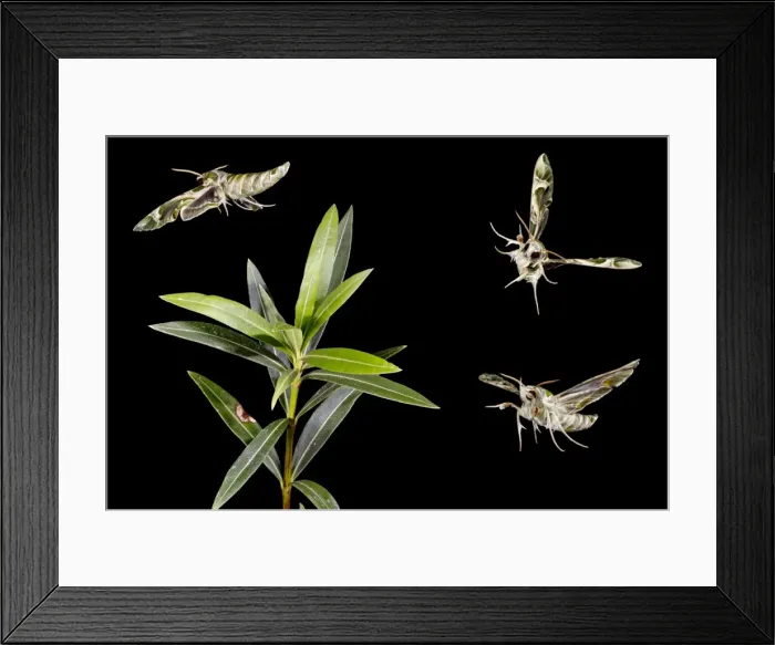 Framed Print : Oleander Hawkmoth - group flying around Oleander plant - digitally altered 11865 Framed Print : Oleander Hawkmoth - group flying around Oleander plant - digitally altered 11865