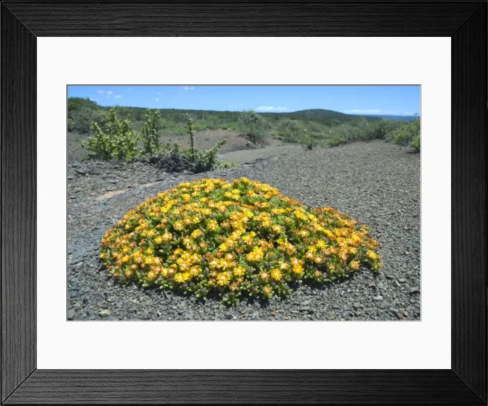 Framed Print : Mat-forming mesem flowering after rain. Sam Knott Nature Reserve, nr Grahamstown, Eastern Cape, South Africa Framed Print : Mat-forming mesem flowering after rain. Sam Knott Nature Reserve, nr Grahamstown, Eastern Cape, South Africa