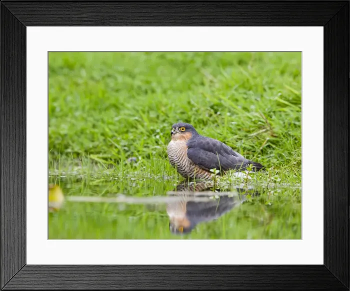 Framed Print : Sparrowhawk - male bathing in pond - Bedfordshire UK 11337 Framed Print : Sparrowhawk - male bathing in pond - Bedfordshire UK 11337