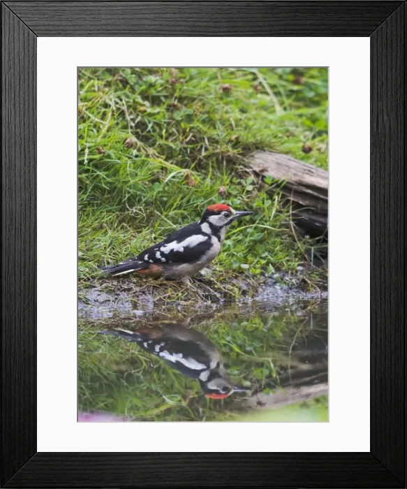 Framed Print : Great Spotted Woodpecker - bathing in pond - Bedfordshire UK 11818 Framed Print : Great Spotted Woodpecker - bathing in pond - Bedfordshire UK 11818