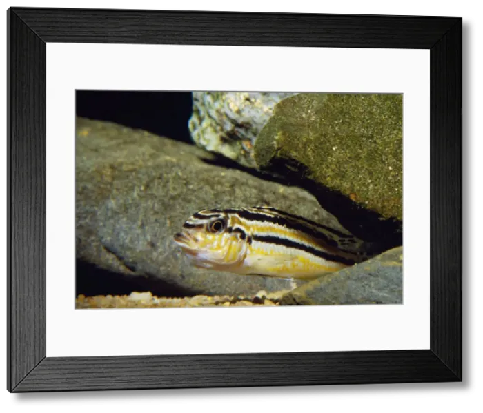 Framed Print : Malawi Fish - female Holding eggs in mouth Framed Print : Malawi Fish - female Holding eggs in mouth
