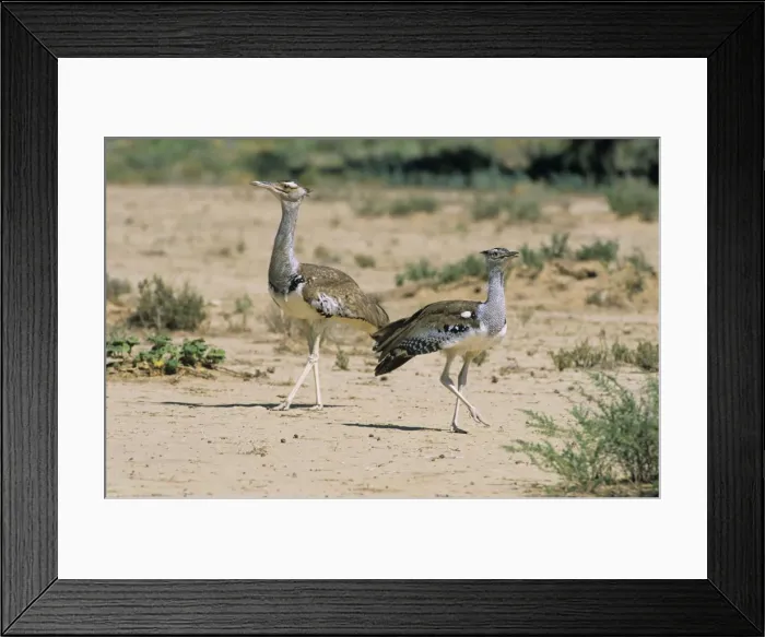 Framed Print : Kori Bustard - Kgalakgadi Trans-frontier Park - South Africa Framed Print : Kori Bustard - Kgalakgadi Trans-frontier Park - South Africa