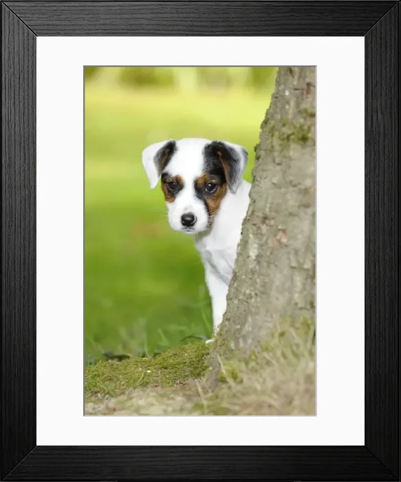 Framed Print : DOG. Parson jack russell terrier puppy looking out from behind tree Framed Print : DOG. Parson jack russell terrier puppy looking out from behind tree