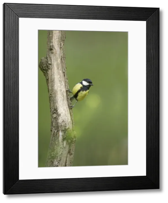 Framed Print : Great Tit Parus major Hungary BI19640 Framed Print : Great Tit Parus major Hungary BI19640