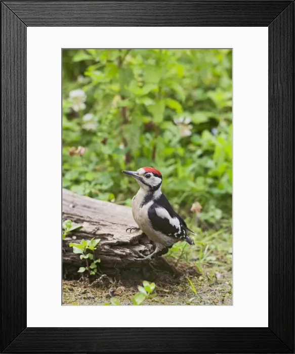 Framed Print : Great Spotted Woodpecker - at dead tree stump - Bedfordshire UK 11805 Framed Print : Great Spotted Woodpecker - at dead tree stump - Bedfordshire UK 11805