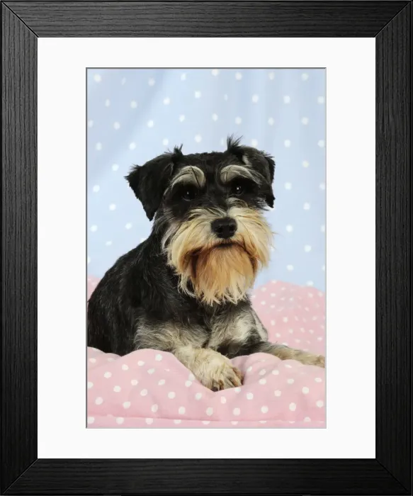 Framed Print : DOG. Miniature schnauzer sitting on pink blanket Framed Print : DOG. Miniature schnauzer sitting on pink blanket