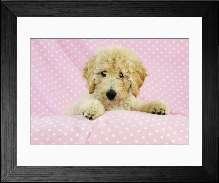 Framed Print : DOG. Goldendoodle puppy on pink background Framed Print : DOG. Goldendoodle puppy on pink background