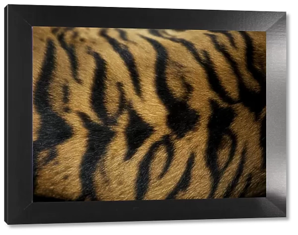 Sumatran Tiger - skin pattern on back Indonesia