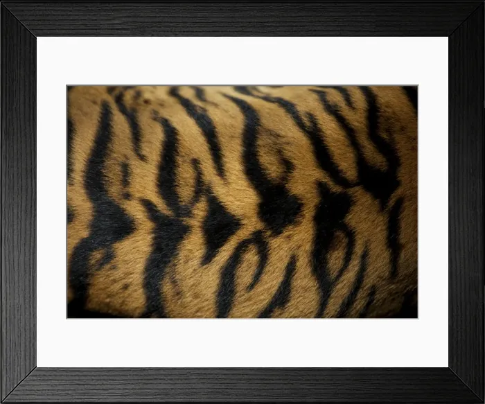 Framed Print : Sumatran Tiger - skin pattern on back Indonesia Framed Print : Sumatran Tiger - skin pattern on back Indonesia