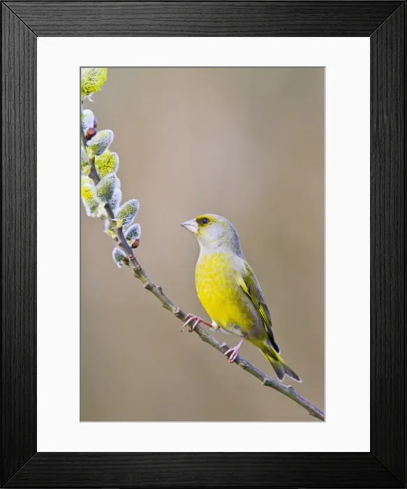 Framed Print : Greenfinch - male on pussy willow - Bedfordshire UK 9464 Framed Print : Greenfinch - male on pussy willow - Bedfordshire UK 9464