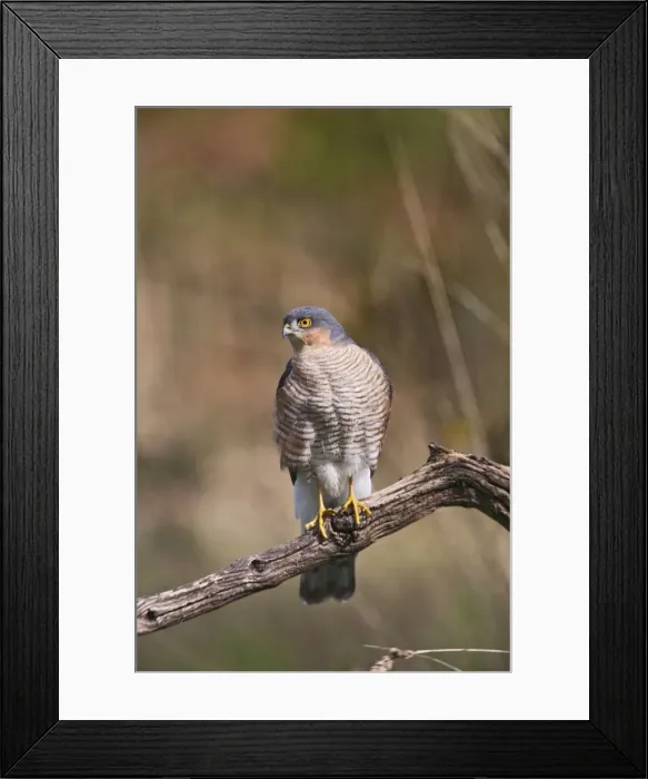 Framed Print : Sparrowhawk - male on perch - Bedfordshire UK 11191 Framed Print : Sparrowhawk - male on perch - Bedfordshire UK 11191