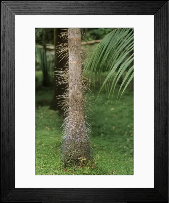 Framed Print : Millionaire's Salad Tree - spines on trunk Also known as: chou palmiste, palmiste, millionaires salad and cabbage palm Framed Print : Millionaire's Salad Tree - spines on trunk Also known as: chou palmiste, palmiste, millionaires salad and cabbage palm