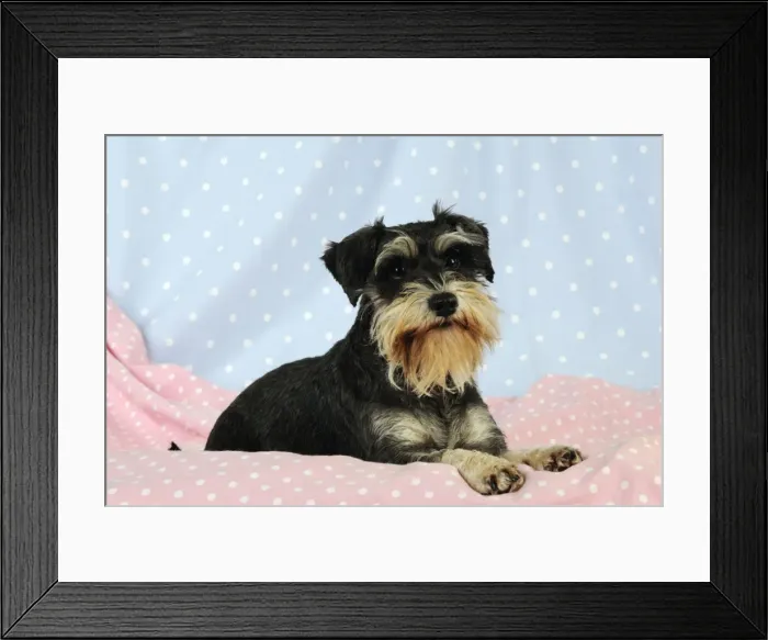 Framed Print : DOG. Miniature schnauzer sitting on pink blanket Framed Print : DOG. Miniature schnauzer sitting on pink blanket