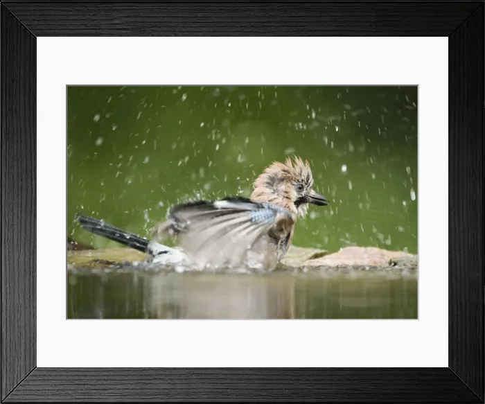 Framed Print : Jay - washing in forest pool Garrulus glandarius Hungary BI19681 Framed Print : Jay - washing in forest pool Garrulus glandarius Hungary BI19681