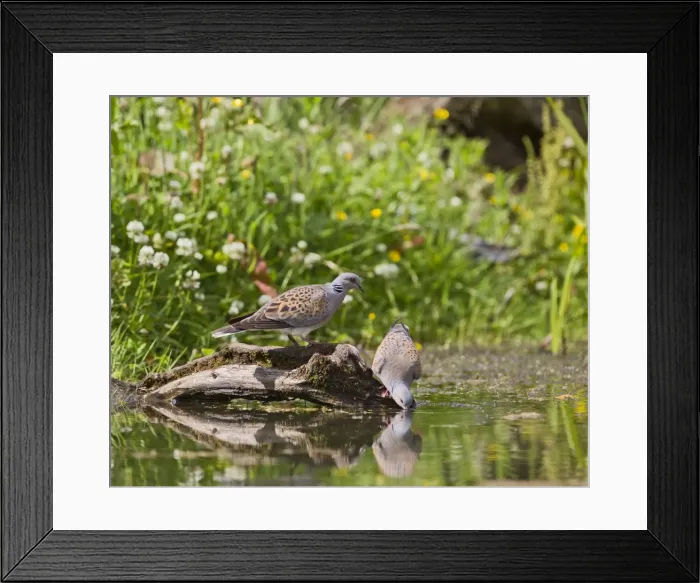 Framed Print : Turtle Dove - pair drinking at pond - Bedfordshire UK 10512 Framed Print : Turtle Dove - pair drinking at pond - Bedfordshire UK 10512