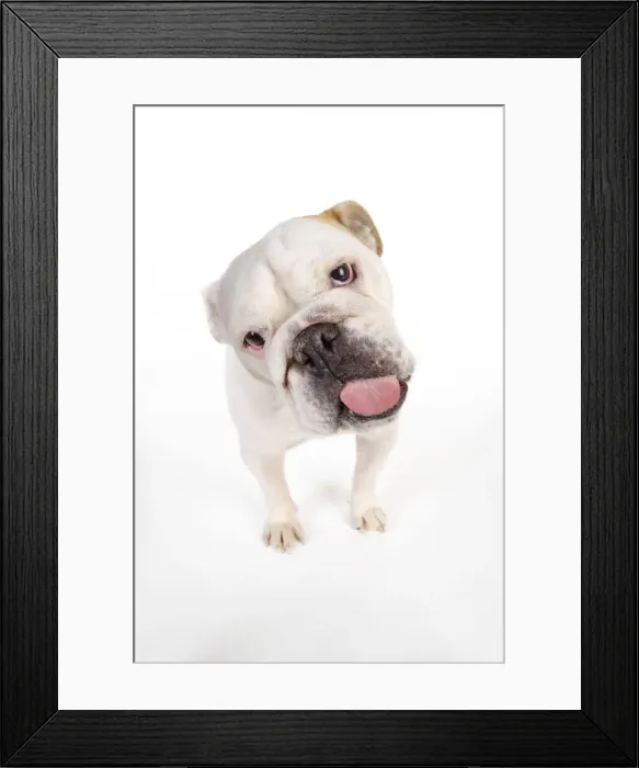 Framed Print : DOG. Bulldog licking the screen Framed Print : DOG. Bulldog licking the screen