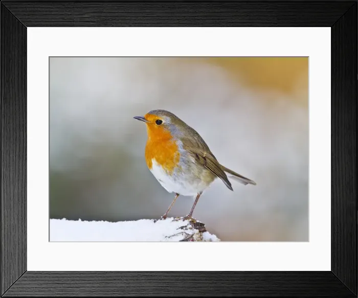 Framed Print : Robin - in snow - Bedfordshire UK 8899 Framed Print : Robin - in snow - Bedfordshire UK 8899