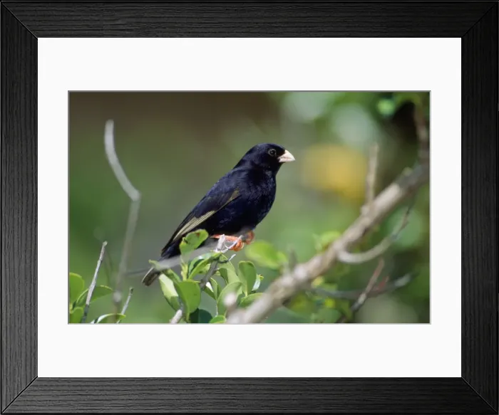 Framed Print : Variable Indigobird Framed Print : Variable Indigobird