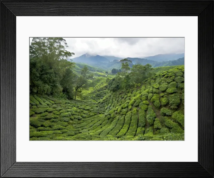 Framed Print : Tea plantation - Cameron highlands - Malaysia Framed Print : Tea plantation - Cameron highlands - Malaysia