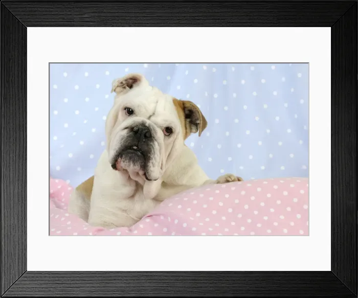 Framed Print : DOG. Bulldog sitting on pink blanket Framed Print : DOG. Bulldog sitting on pink blanket