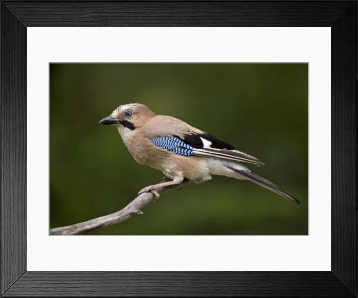 Framed Print : Jay Garrulus glandarius Hungary BI19700 Framed Print : Jay Garrulus glandarius Hungary BI19700