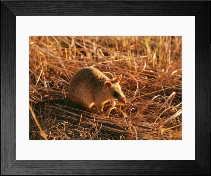 Framed Print : Giant Rat ASW 264 Africa. Crycetomys gambianus © A. Weaving / ARDEA LONDON Framed Print : Giant Rat ASW 264 Africa. Crycetomys gambianus © A. Weaving / ARDEA LONDON