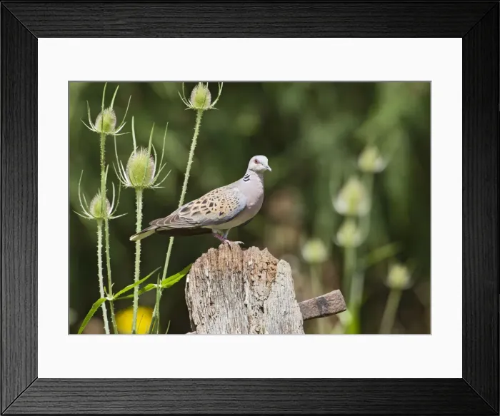 Framed Print : Turtle Dove - on gate post - Bedfordshire UK 11139 Framed Print : Turtle Dove - on gate post - Bedfordshire UK 11139