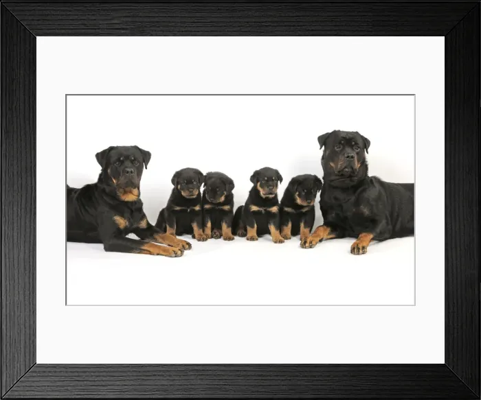 Framed Print : DOG. Rottweiler dogs sitting with four rottweiler puppies in between them Framed Print : DOG. Rottweiler dogs sitting with four rottweiler puppies in between them
