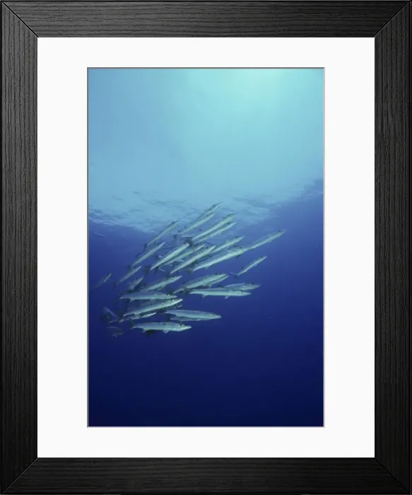 Framed Print : Chevron barracuda - school - Papua New Guinea SND01133 Framed Print : Chevron barracuda - school - Papua New Guinea SND01133