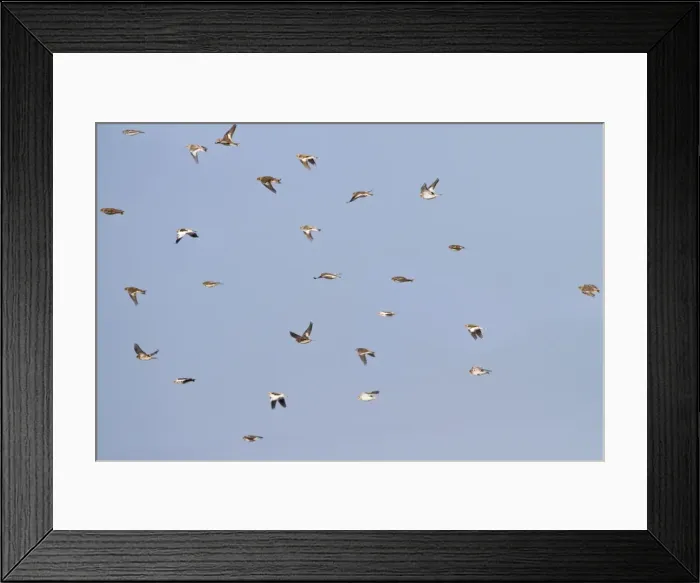 Framed Print : Snow Bunting - flock in flight - Norfolk UK 9046 Framed Print : Snow Bunting - flock in flight - Norfolk UK 9046